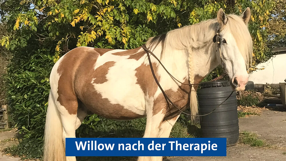 Das Pferd Willow nach seiner Therapie bei Tanja Ostwald