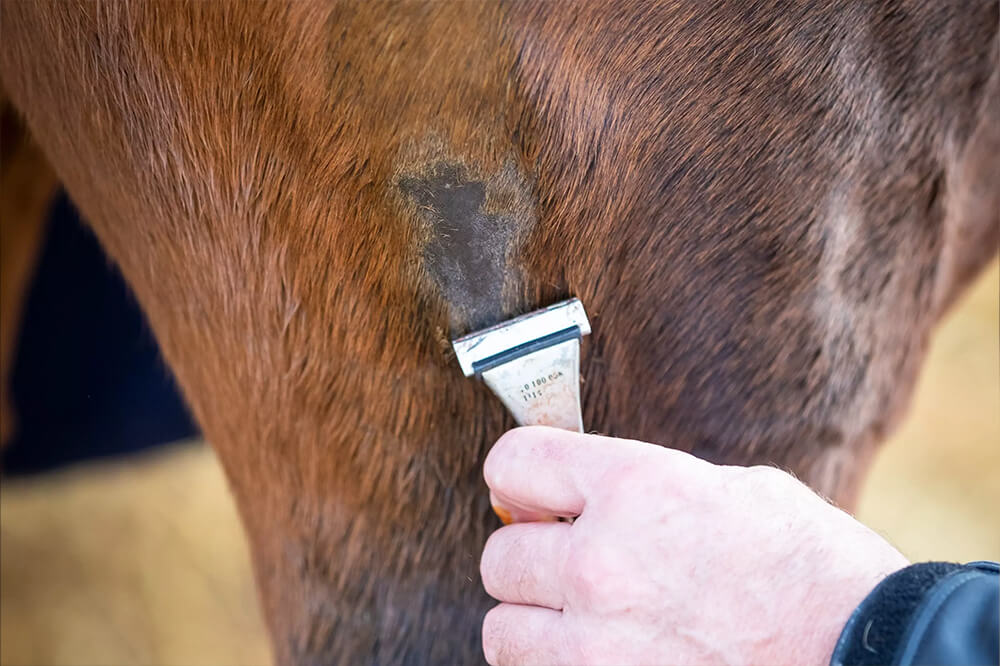 Das Fell des Pferdes wird an einer Stelle kleinflächig rasiert, um es für die Drainage vorzubereiten