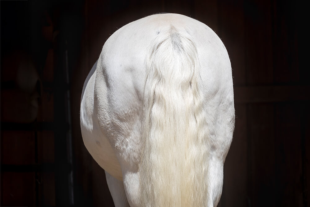 Special EMS beim Pferd