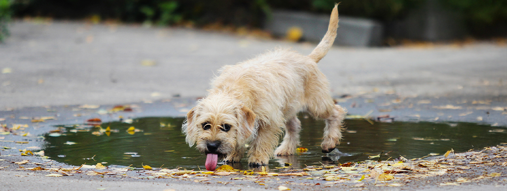 Special - Leptospirose beim Hund