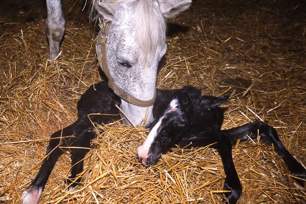 Eine Mutterstute beschnüffelt ihr frisch geborenes Fohlen