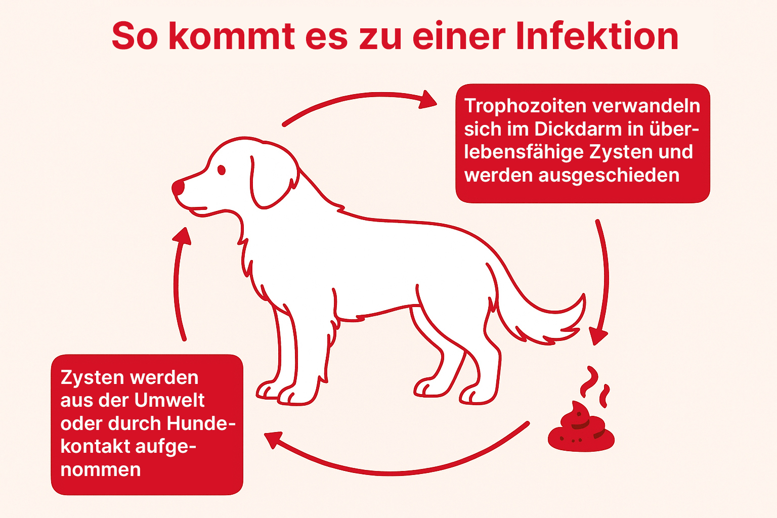 Giardien_beim_Hund-wie_kommt_es_zur_Infektion_