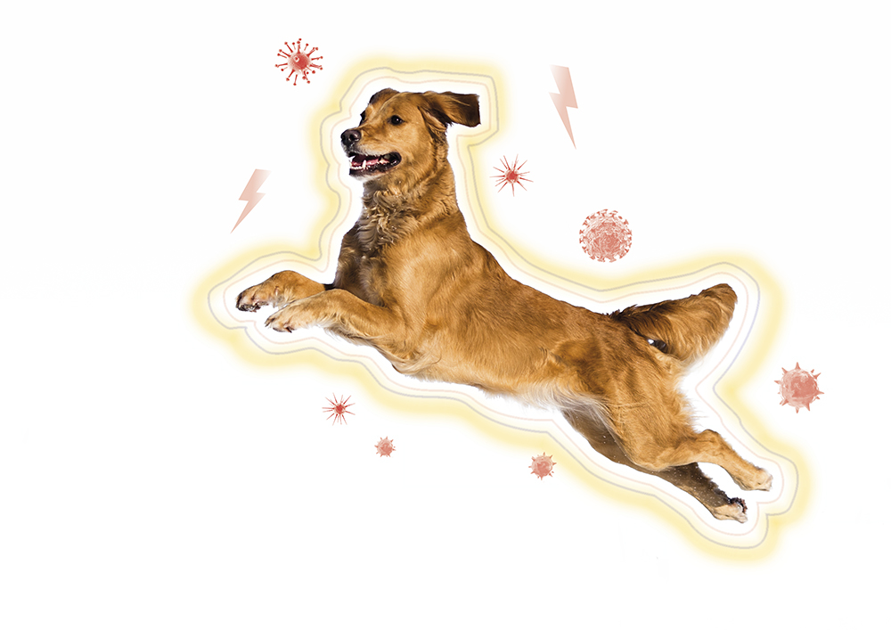 Hund1_-schutz_von_innen