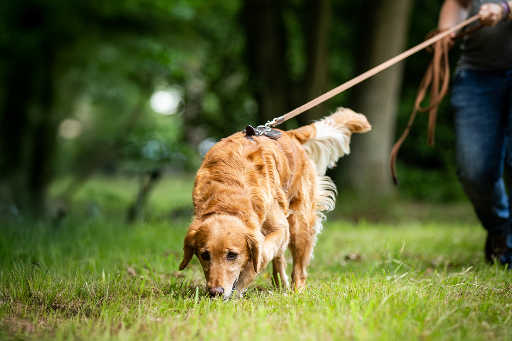Hund_bei_Hitze_gassi_fu_hren