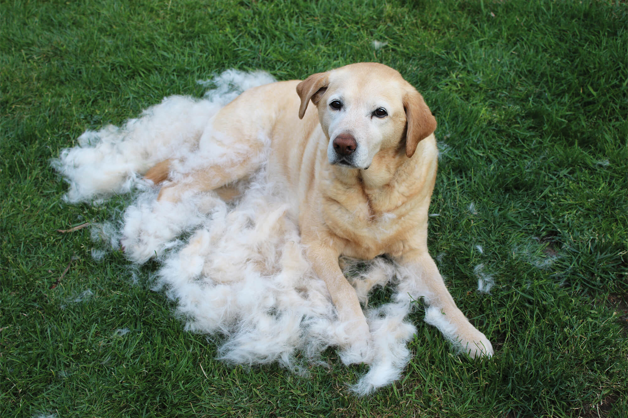 Hund_im_Fellwechsel_1_