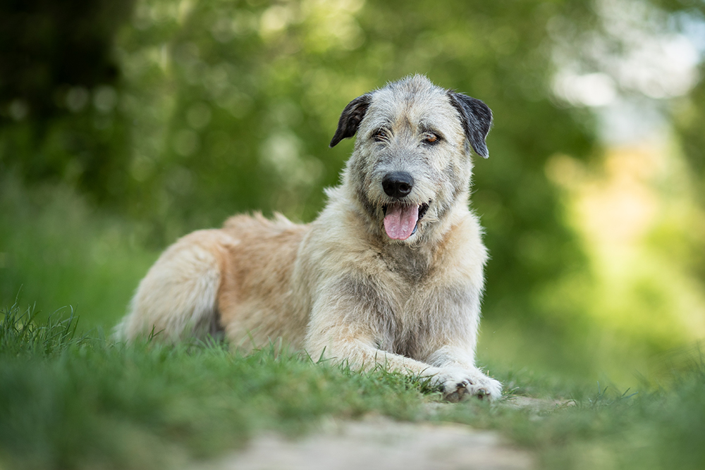 Hund_im_Sommer