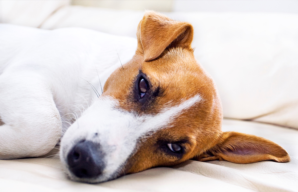 Hat ein Hund Giardien, kann es ihm auch mal hundeelend gehen.