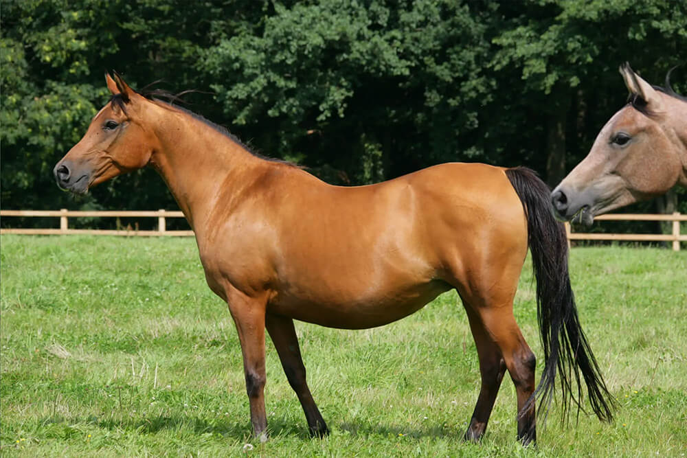 Eine hoch trächtige Stute auf der Weide