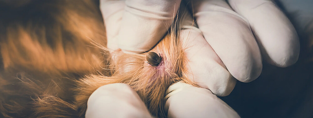 Der unangenehme Feind im Fell