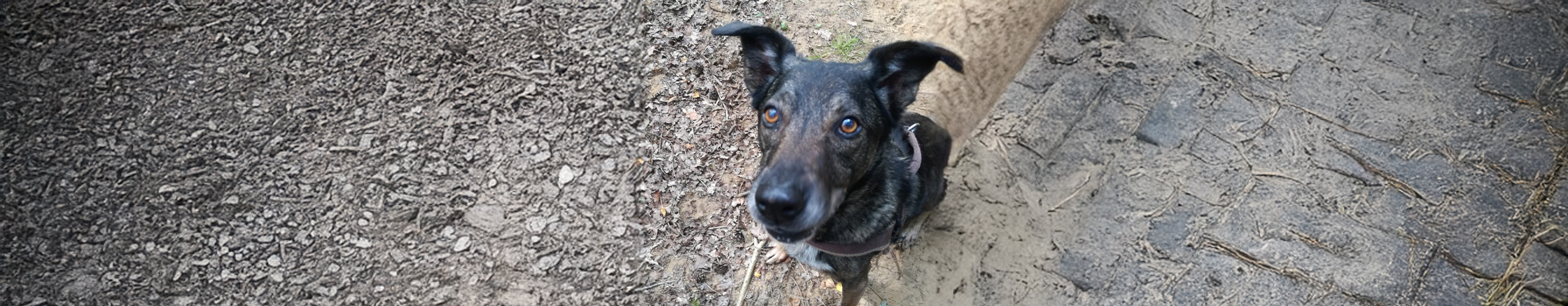 Der Hund, der eigentlich tot sein sollte