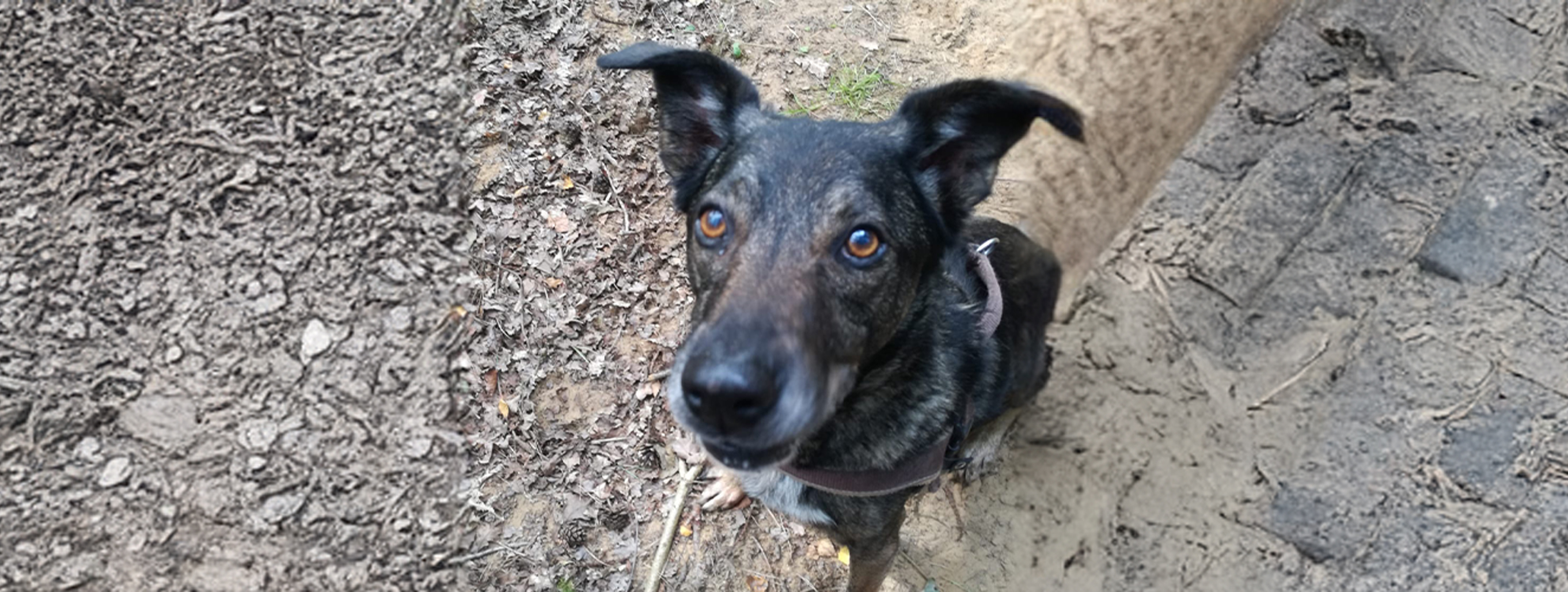 Der Hund, der eigentlich tot sein sollte