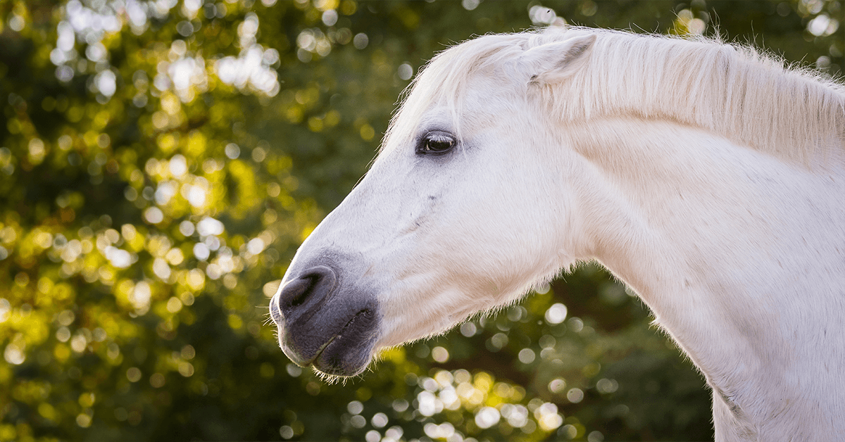 Stress beim Pferd