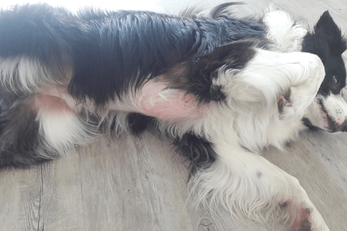 Hautprobleme beim Hund Bobby. Die Haut am Bauch ist gerötet und es fehlt Fell