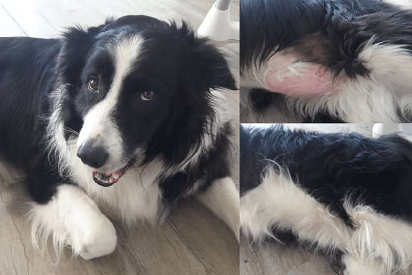 Ein vorher nachher Vergleich beim Hund Bobby