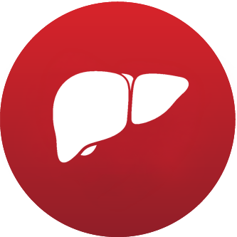 Unterstützt die normale Leberfunktion Unterstu_tzt_die_normale_Leberfunktion