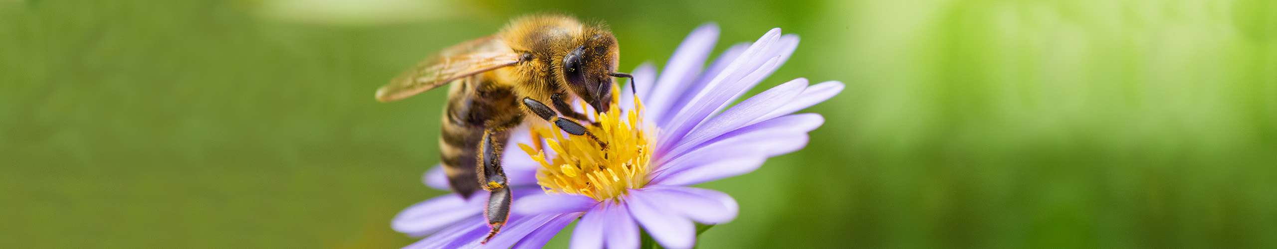 Warum Bienen so wichtig für uns sind – und wie wir ihnen helfen können