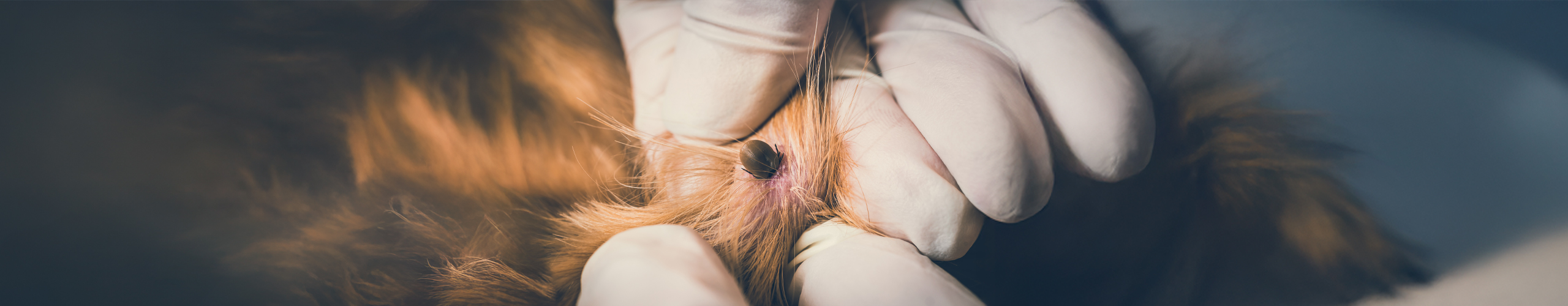 Zecken beim Hund