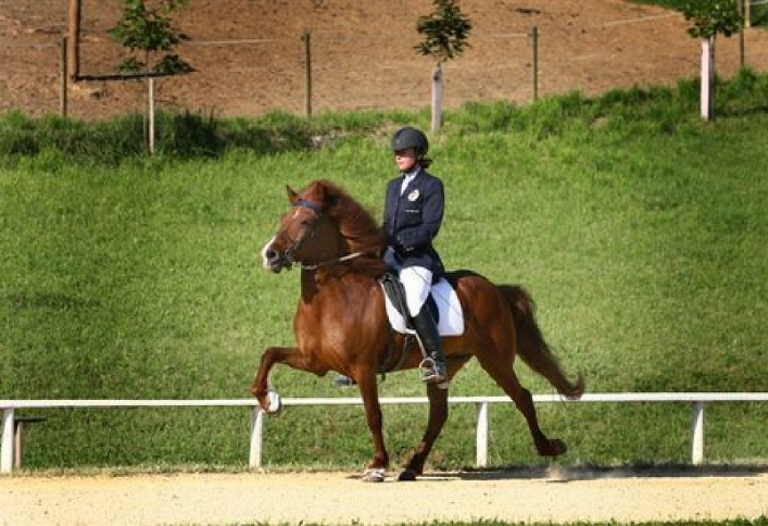 Petra Reiter-Tropper, Turnierreiterin