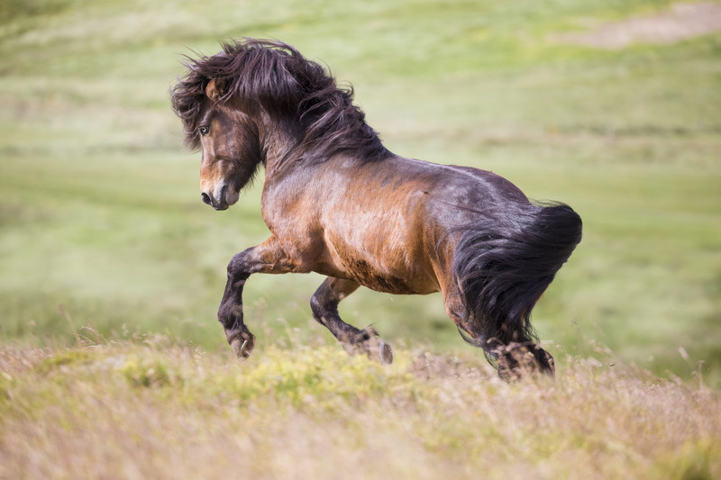 Futterumstellung_Pferd_Herbst