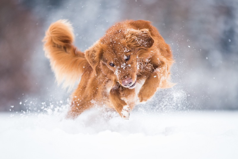 Hund Immunsystem stärken