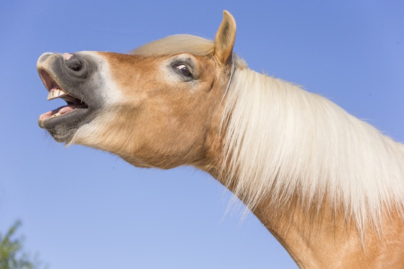 Pferd EOTRH Zähne