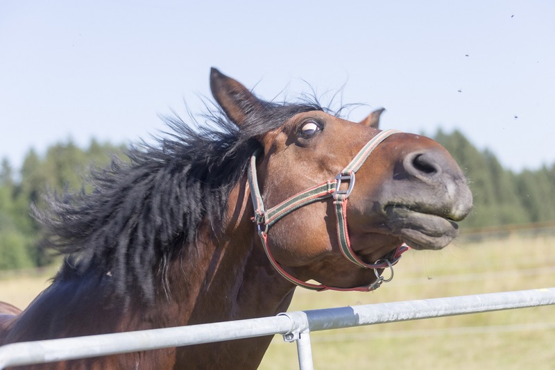 Headshaking Pferd – Krankheit oder