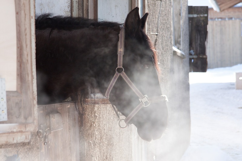 Pferd Winter Atemwege