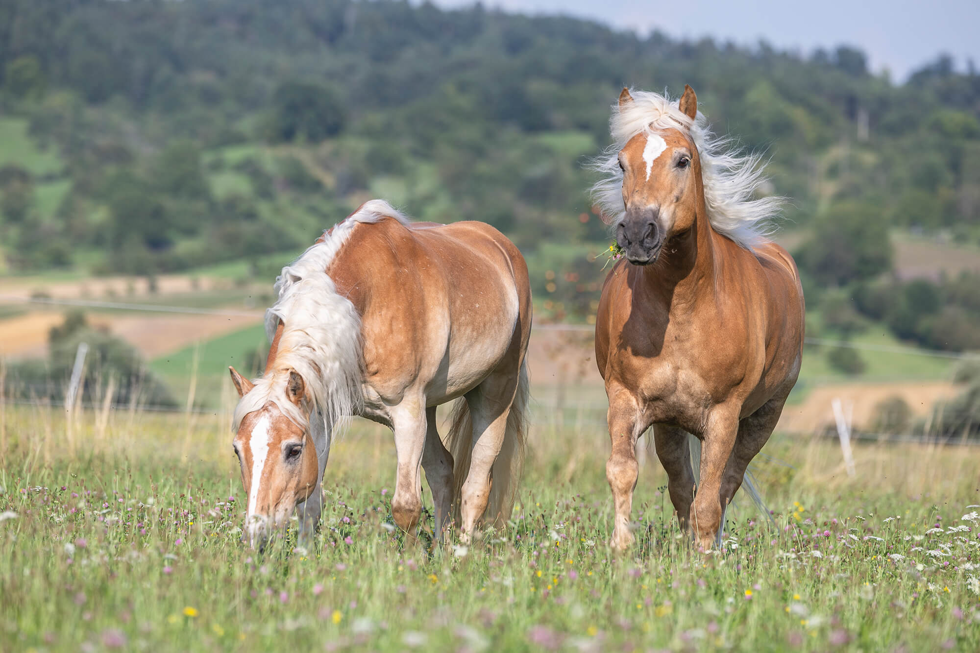 Die Wurmkur wird oft vor dem ersten Weidegang im Frühjahr gegeben