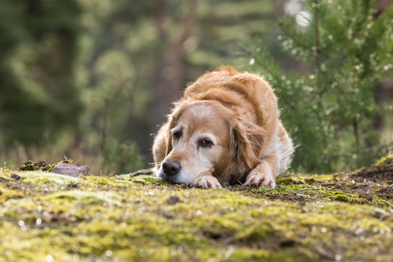 Immunsystem beim Hund