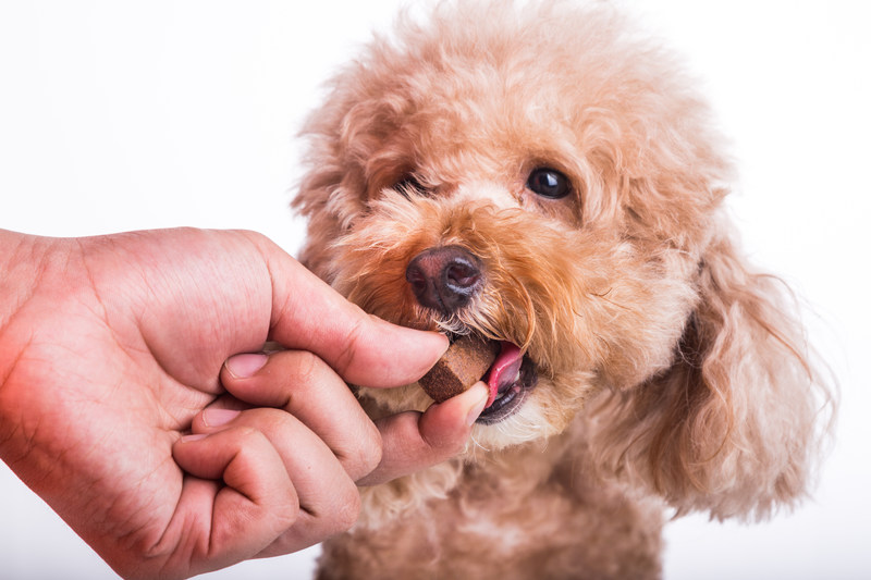 Wurmkur Hund: Sinnvoll oder