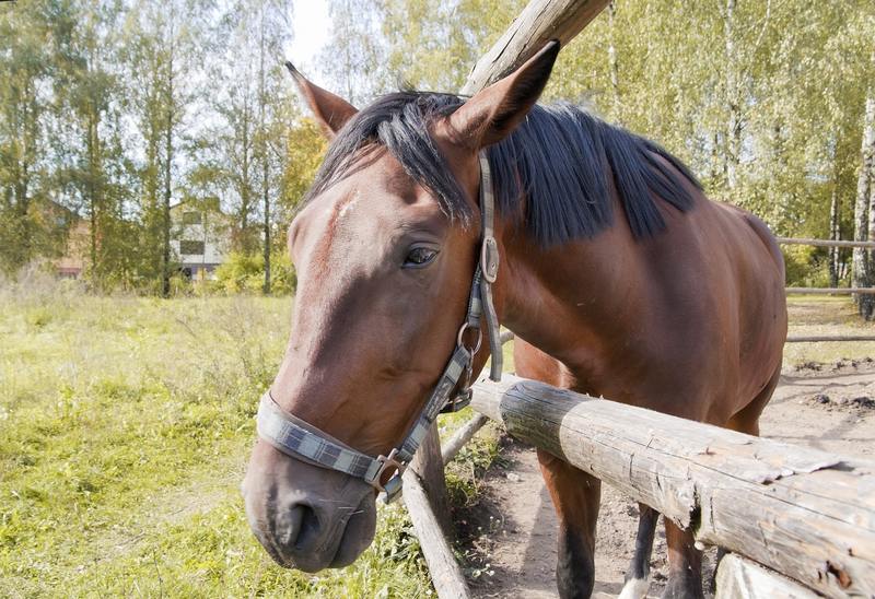 Borreliose Pferd Behandlung