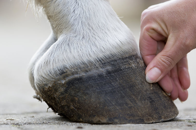 Hufgeschwür Pferd Vorbeugen