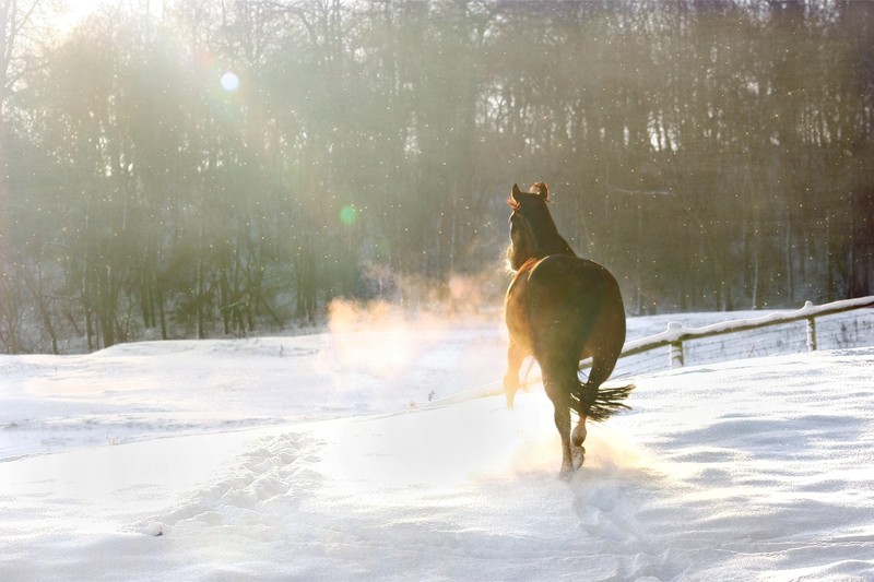 Pferd Hustet Im Winter