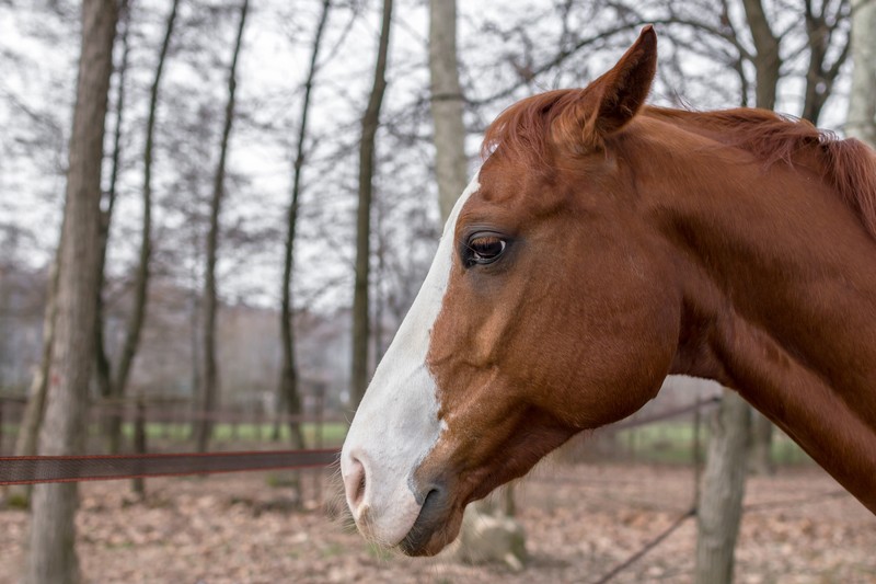 Pferd Magengeschwür Husten